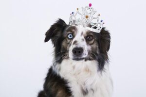 A+E Networks entertainment format Top Dog renewed by RTL Germany – C21media