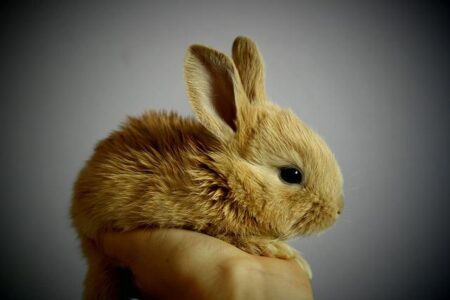 ‘Peter Rabbit’ Hops into Germany – License Global