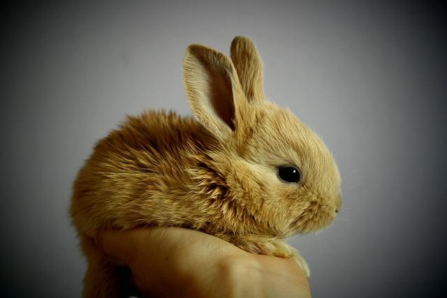 ‘Peter Rabbit’ Makes a Charming Leap into Germany ‘Peter Rabbit’ Hops into Germany – License Global